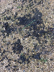 Oryctolagus cuniculus