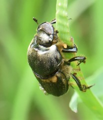 Onthophagus medius
