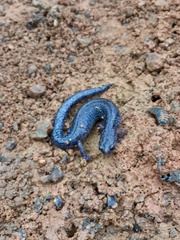 Plethodon dorsalis