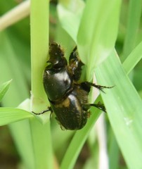 Onthophagus medius