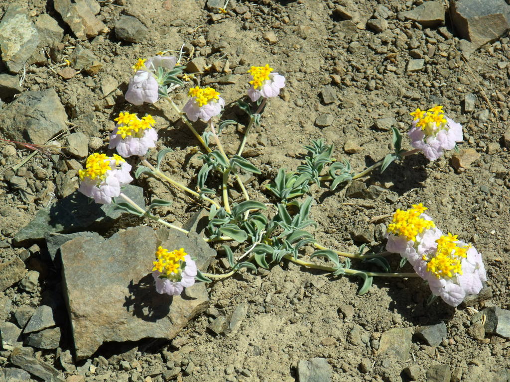 Coussareeae