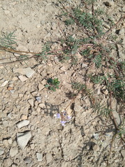 Astragalus silvisteppaceus