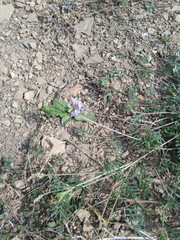 Astragalus silvisteppaceus