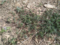 Astragalus silvisteppaceus