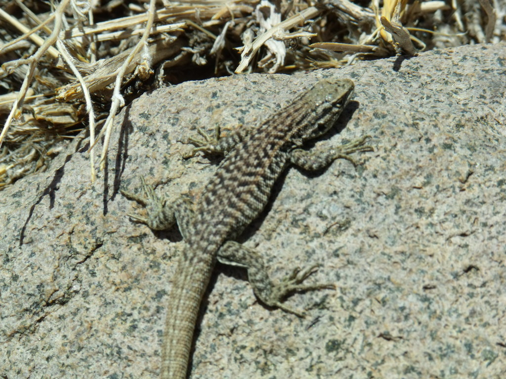 Lorenz's Tree Iguana