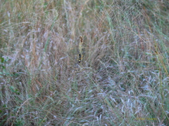 Trichonephila senegalensis