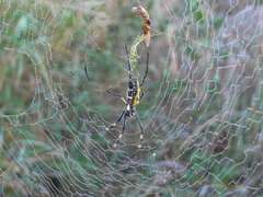 Trichonephila senegalensis