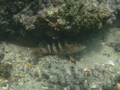 Epinephelus bleekeri