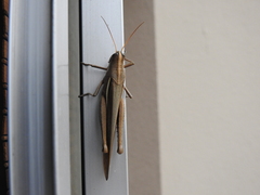 Schistocerca flavofasciata