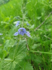 Veronica chamaedrys
