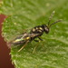 Eulophidae - Photo (c) portioid, μερικά δικαιώματα διατηρούνται (CC BY-SA), uploaded by portioid