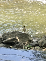 Nycticorax nycticorax