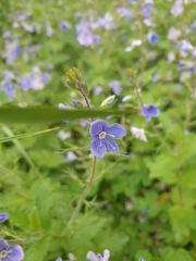 Veronica chamaedrys