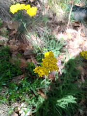 Achillea tomentosa