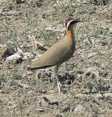 Cursorius coromandelicus