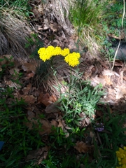 Achillea tomentosa