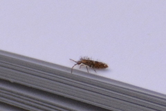 Entomobrya dorsalis