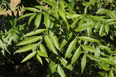 Magnoliopsida