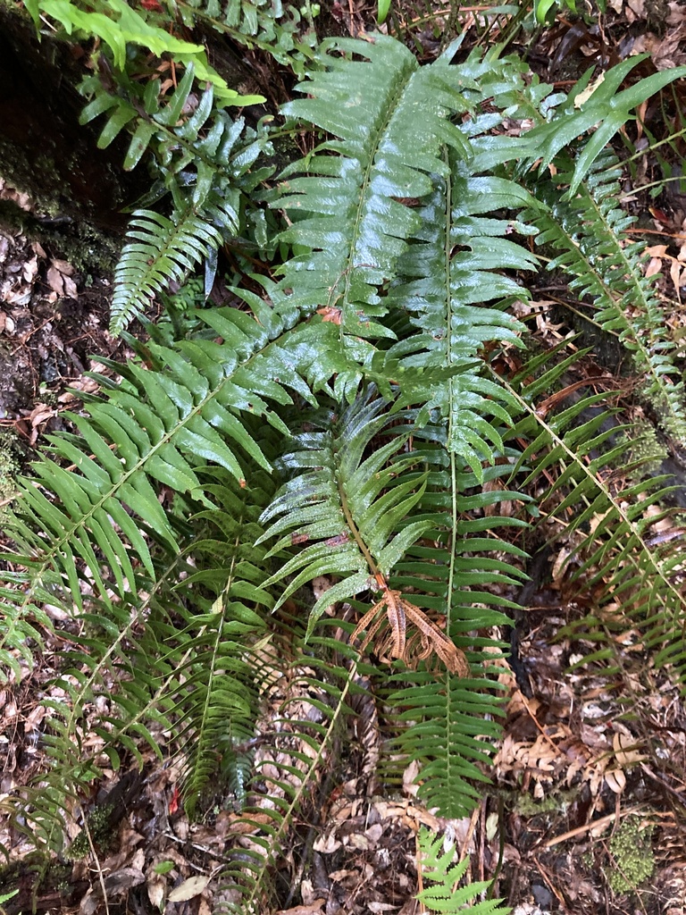 Madeiran sickle fern