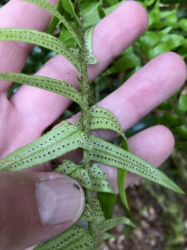 Polystichum falcinellum image