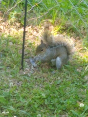 Sciurus carolinensis