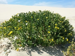 Senecio spathulatus latifructus