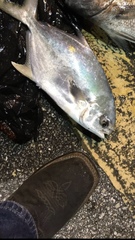 Trachinotus carolinus