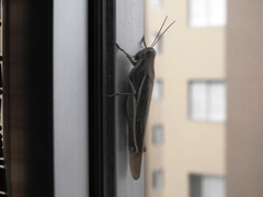 Schistocerca flavofasciata