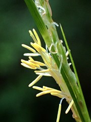 Carex brunnea