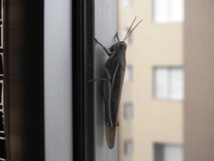 Schistocerca flavofasciata