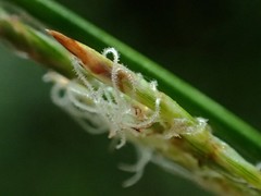Carex brunnea