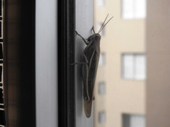 Schistocerca flavofasciata