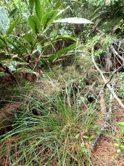 Carex brunnea