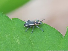 Eudiagogus maryae