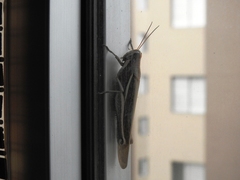 Schistocerca flavofasciata