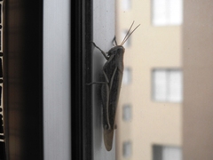 Schistocerca flavofasciata