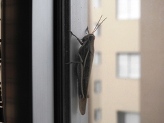 Schistocerca flavofasciata