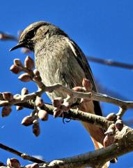 Phoenicurus ochruros