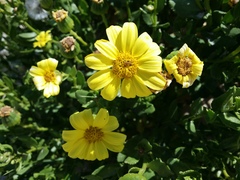 Senecio spathulatus latifructus
