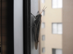 Schistocerca flavofasciata