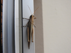 Schistocerca flavofasciata