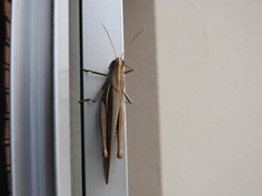 Schistocerca flavofasciata