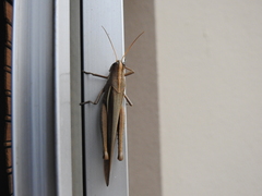 Schistocerca flavofasciata