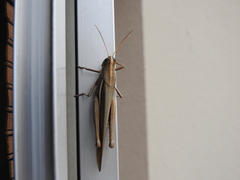 Schistocerca flavofasciata