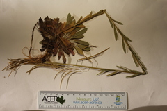 Boechera grahamii