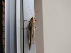 Schistocerca flavofasciata