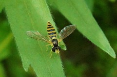 Sphaerophoria menthastri