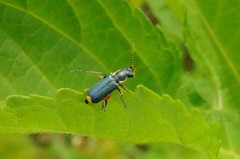 Cordylepherus sibiricus