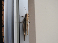 Schistocerca flavofasciata