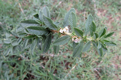 Lippia turbinata